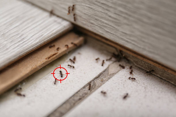 Best Pest Removal Services  in Chatsworth, IL