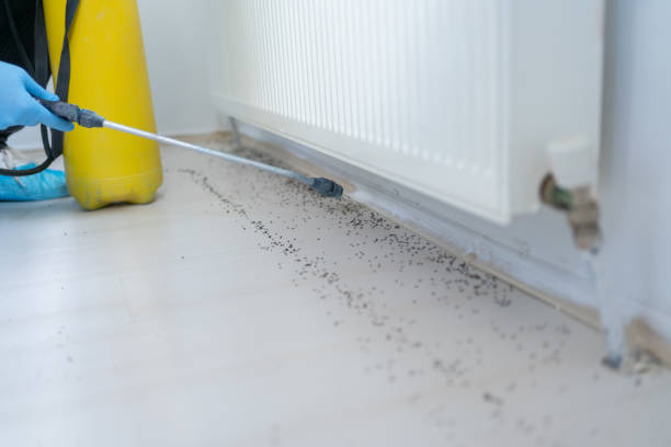 Best Mosquito Control Services  in Chatsworth, IL